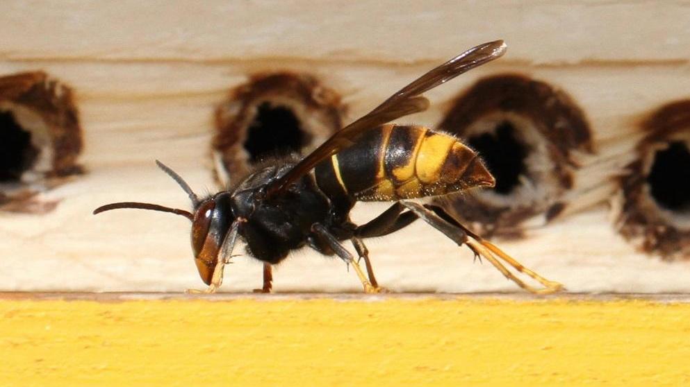 Una vespa velutina (sito stop velutina)