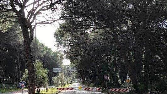 Pini pericolanti Ordinanza del sindaco per via Montecristo