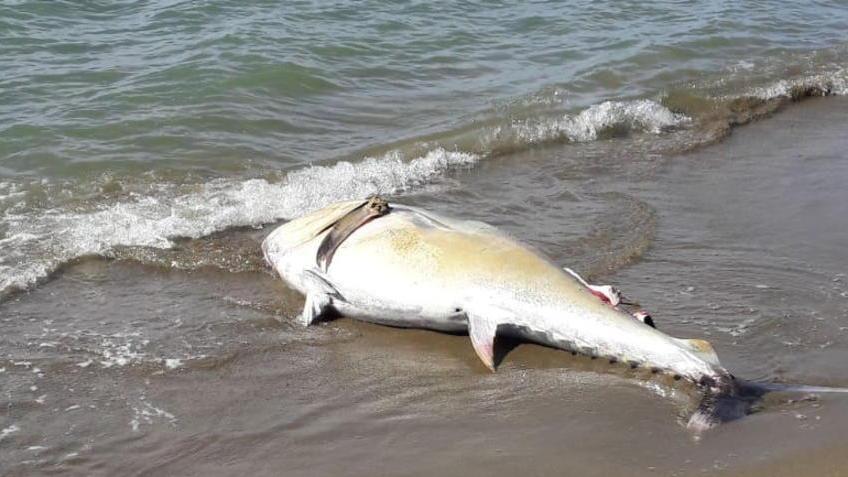 Tonno di 150 chili trovato spiaggiato davanti ai campeggi