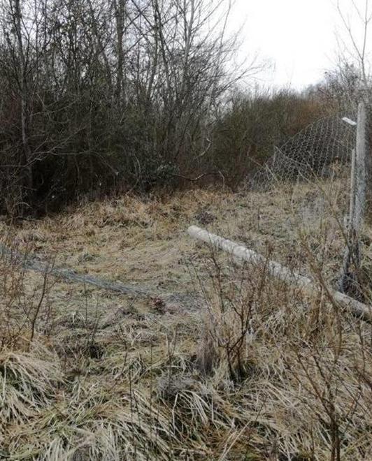 «I tartufi? Sono di chi li trova» L’associazione contesta il furto