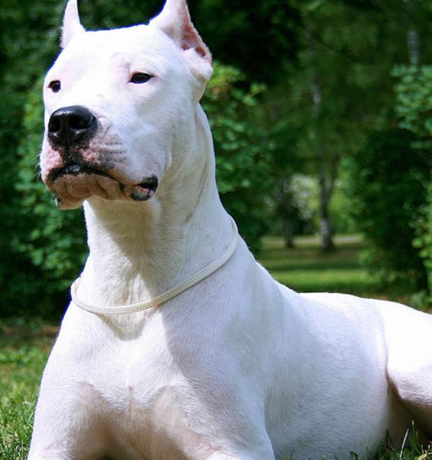 Cane aggredito e ferito da due doghi dei vicini di casa 