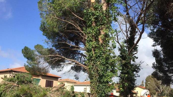Pini abbattuti lungo la strada e i residenti chiamano i vigili