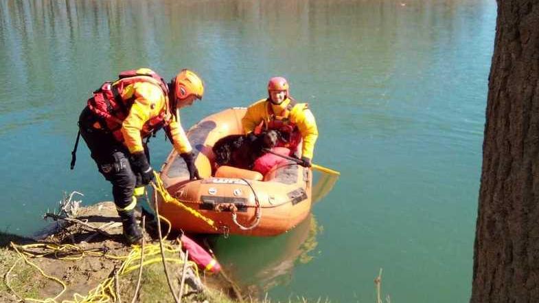 Orione, spinone cieco caduto nel Panaro e salvato dai pompieri prima che annegasse