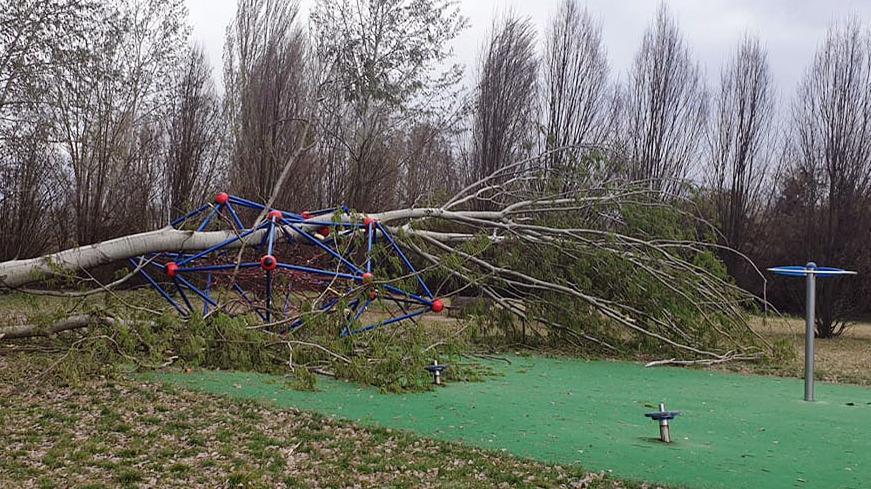 Più controlli sugli alberi in città, nuovo piano per evitare i crolli 