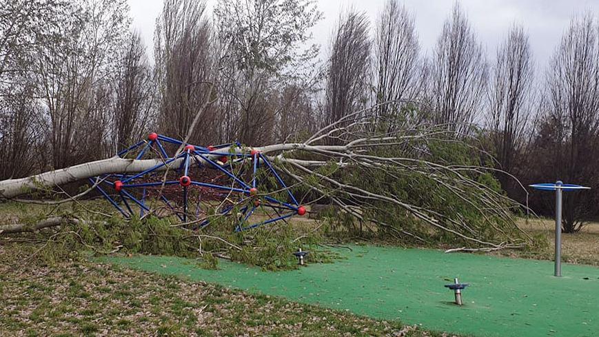 Più controlli sugli alberi in città, nuovo piano per evitare i crolli