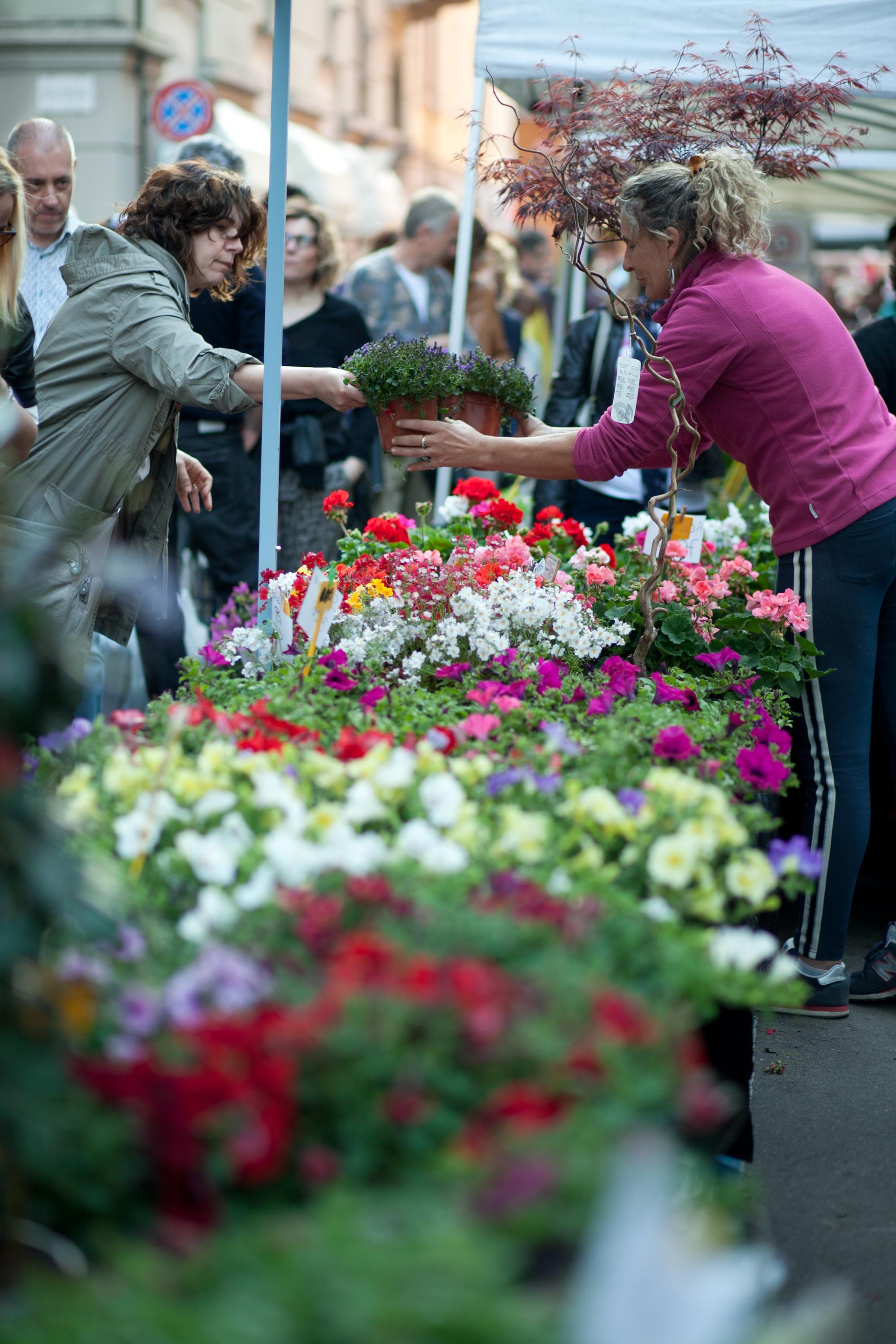 Modena. Weekend dedicato a fiori, orti e giardini in centro 