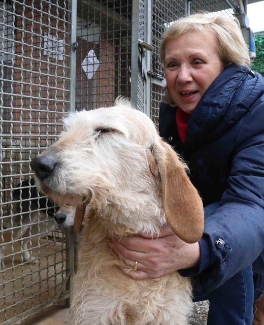 Adozione cani, scatta il piano. Novità con i posti pensione 