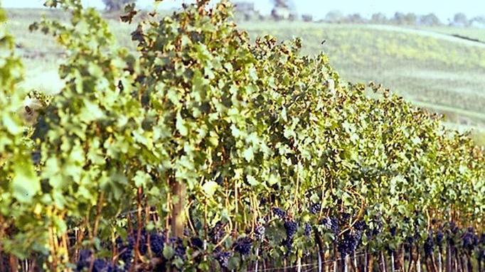 Truffa dei vigneti, la “rivincita” di Luca: accusa fondata, multa record all’Italia