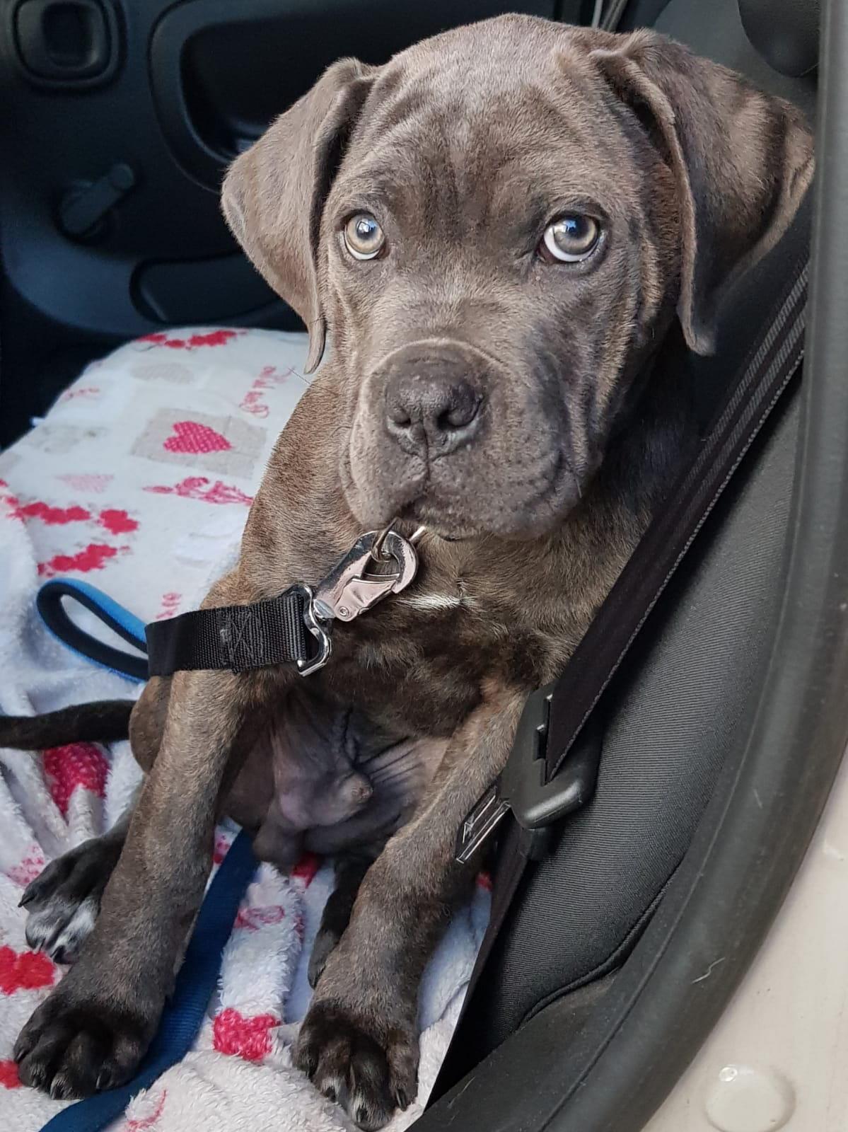Le guardie zoofile sequestrano un cane tenuto male