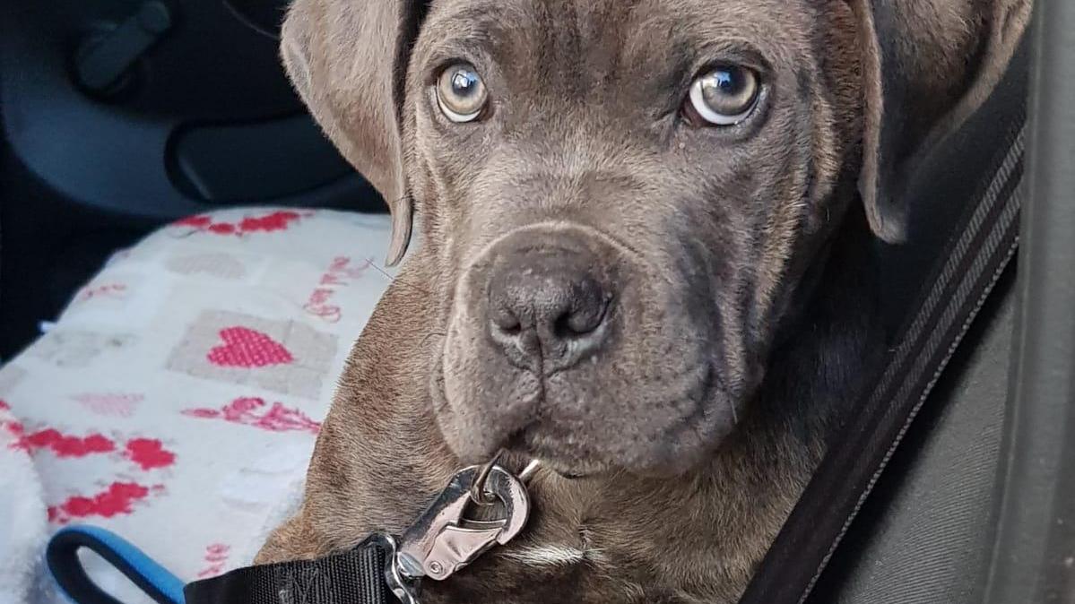 Le guardie zoofile sequestrano un cane tenuto male