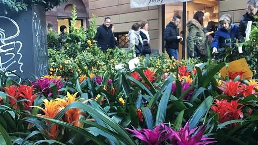 Torna “Modena in Fiore” Vie e piazze del centro diventano un giardino