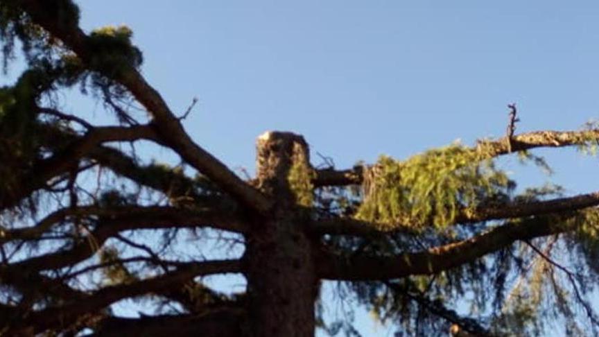 La rivoluzione verde è solo un taglio indiscriminato
