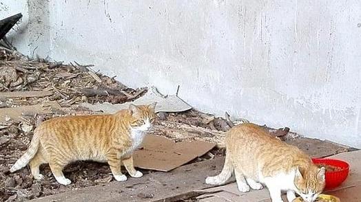 «Stiamo cercando volontari per le colonie feline di Reggio»