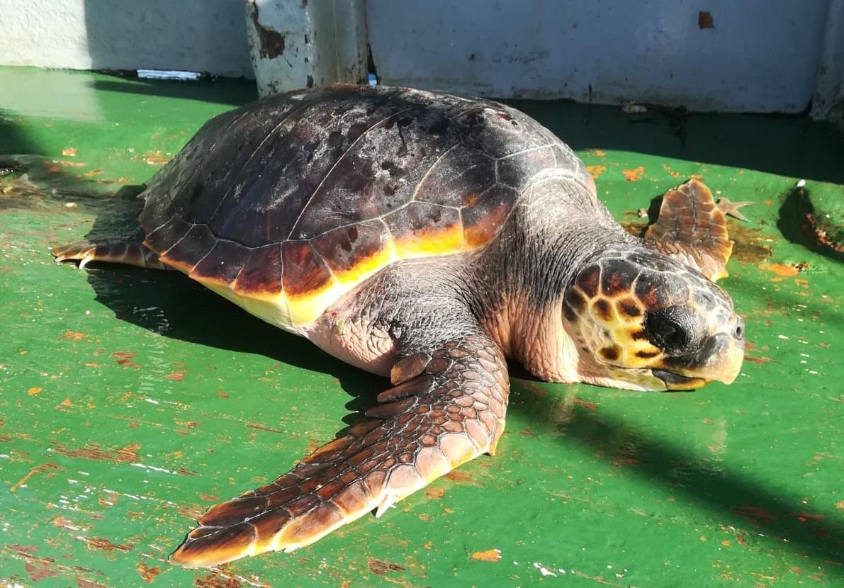 Salvata dai pescatori una tartaruga rimasta impigliata nelle reti 