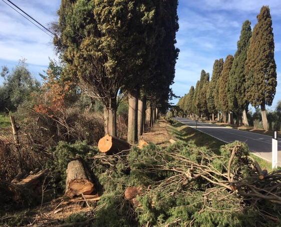 Abbattuti già ottanta cipressi addio agli “amici” di Carducci 