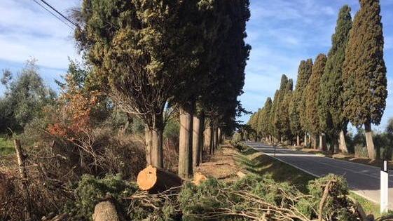 Abbattuti già ottanta cipressi addio agli “amici” di Carducci