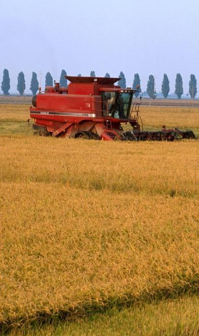 Origine in etichetta il riso sta rifiorendo Boom del prezzo superfici in crescita 