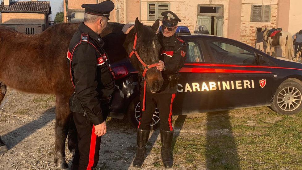 Prendevano cavalli per i disabili Ma alla fine non li pagavano 