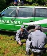 Acquistano legname “sospetto”: indagati