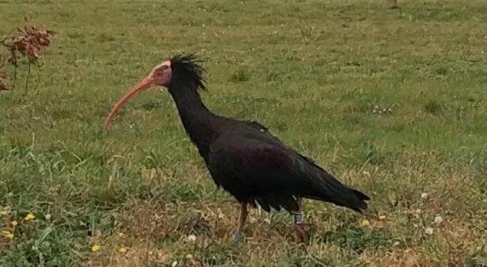 L’ibis Donatello sul pratone di Baratti
