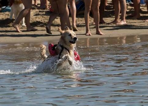 Salvò una bambina dall'annegamento: è morta Margot, il cane da salvataggio delle spiagge maremmane