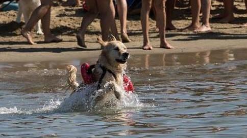 Salvò una bambina dall'annegamento: è morta Margot, il cane da salvataggio delle spiagge maremmane