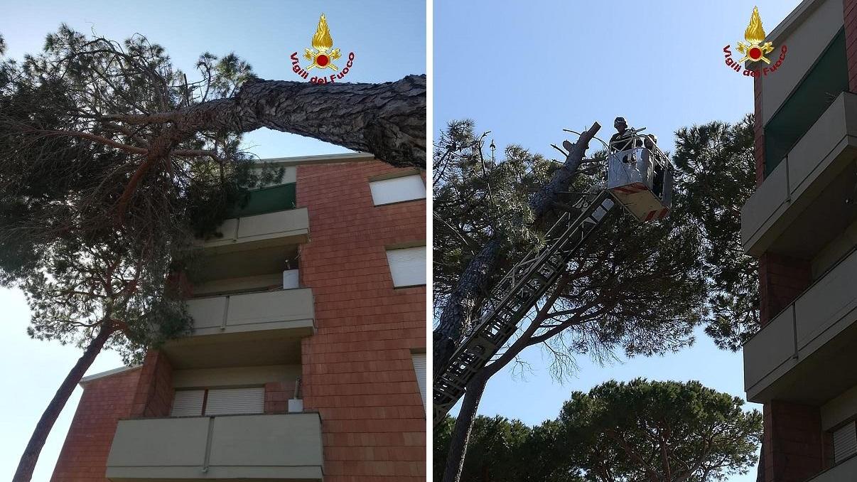 Pino "si appoggia" su una terrazza
