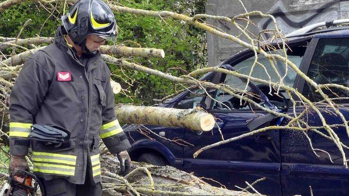 Un pioppo abbattuto dal vento Cade sull’auto e spacca tutto