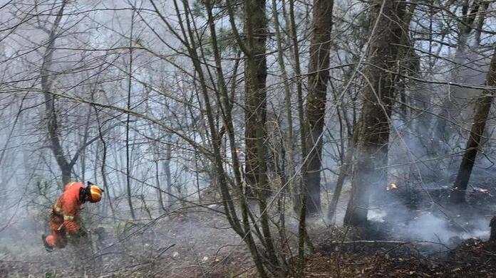 Incendio nei boschi di Rossano bruciano pini, pompieri al lavoro