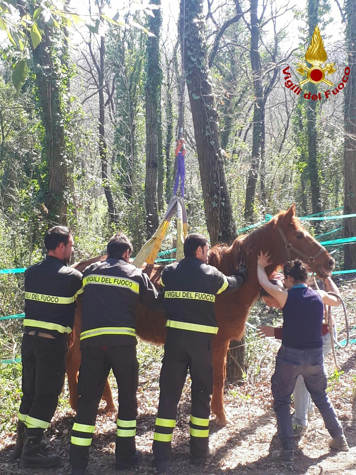 La cavalla salvata dai pompieri (foto vigili del fuoco)