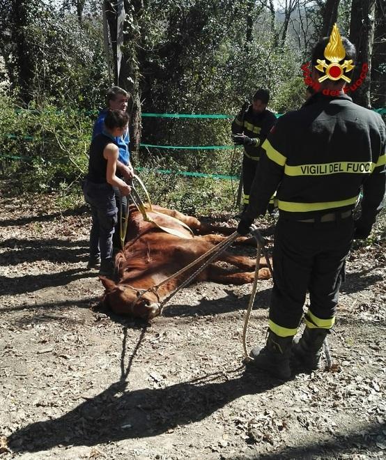 I pompieri salvano una cavalla