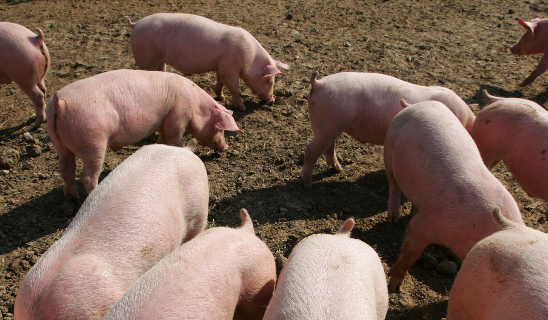 Reggio Emilia, allarme nell’agroalimentare: prezzi e consumi di carne suina ai minimi storici