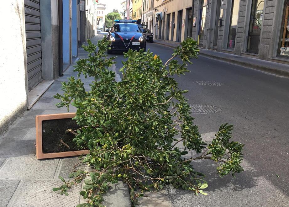 Alberi e rami pericolanti super lavoro per i pompieri 