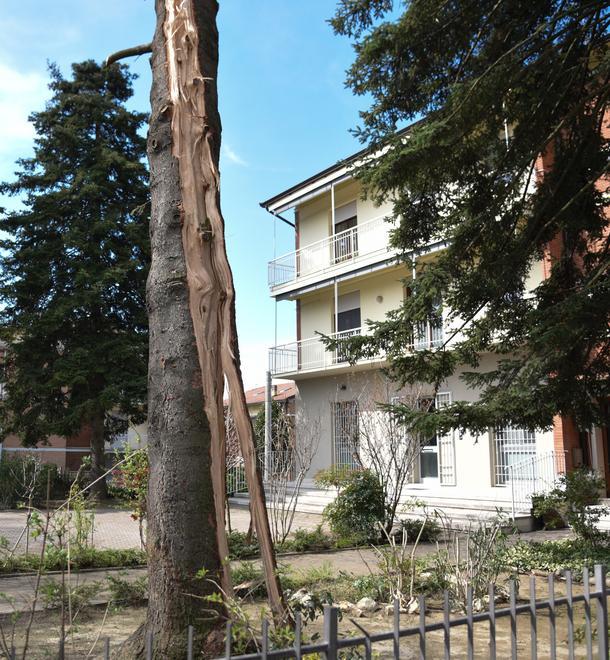 Albero spezzato da un fulmine «Sembrava una bomba» 