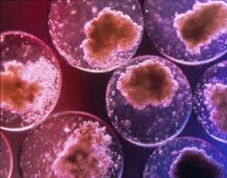 «Il futuro è nei tessuti bio-ingegnerizzati e nelle cellule staminali» 