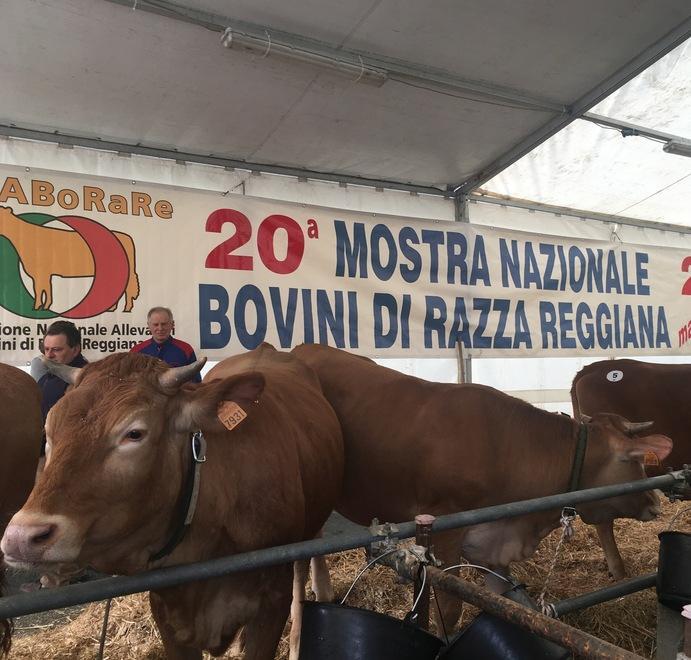Fiera del bue grasso tra bovini, torte e ciccioli appena cotti