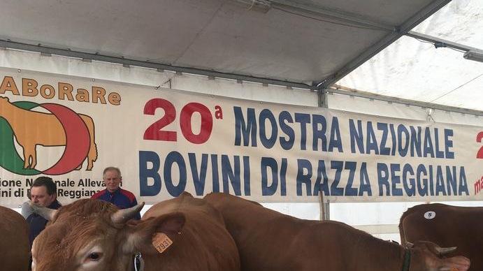 Fiera del bue grasso tra bovini, torte e ciccioli appena cotti