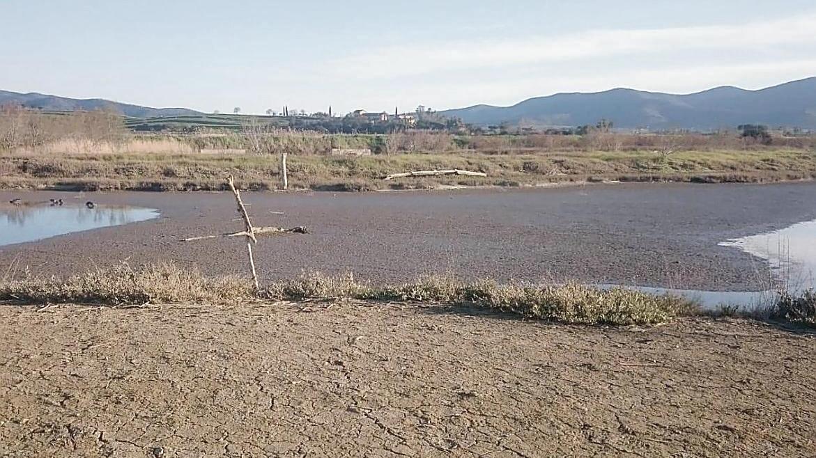 Allarme siccità, in Maremma è in pericolo l’oasi dei fenicotteri rosa e degli ibis 