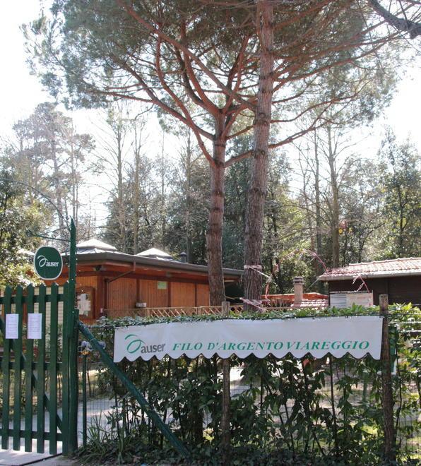 L’appello di Italia Nostra: sostituire gli alberi abbattuti 