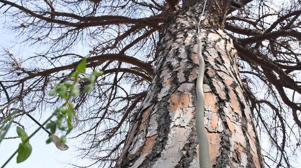 Cavo elettrico sul tronco secco lì dal 2012: è polemica