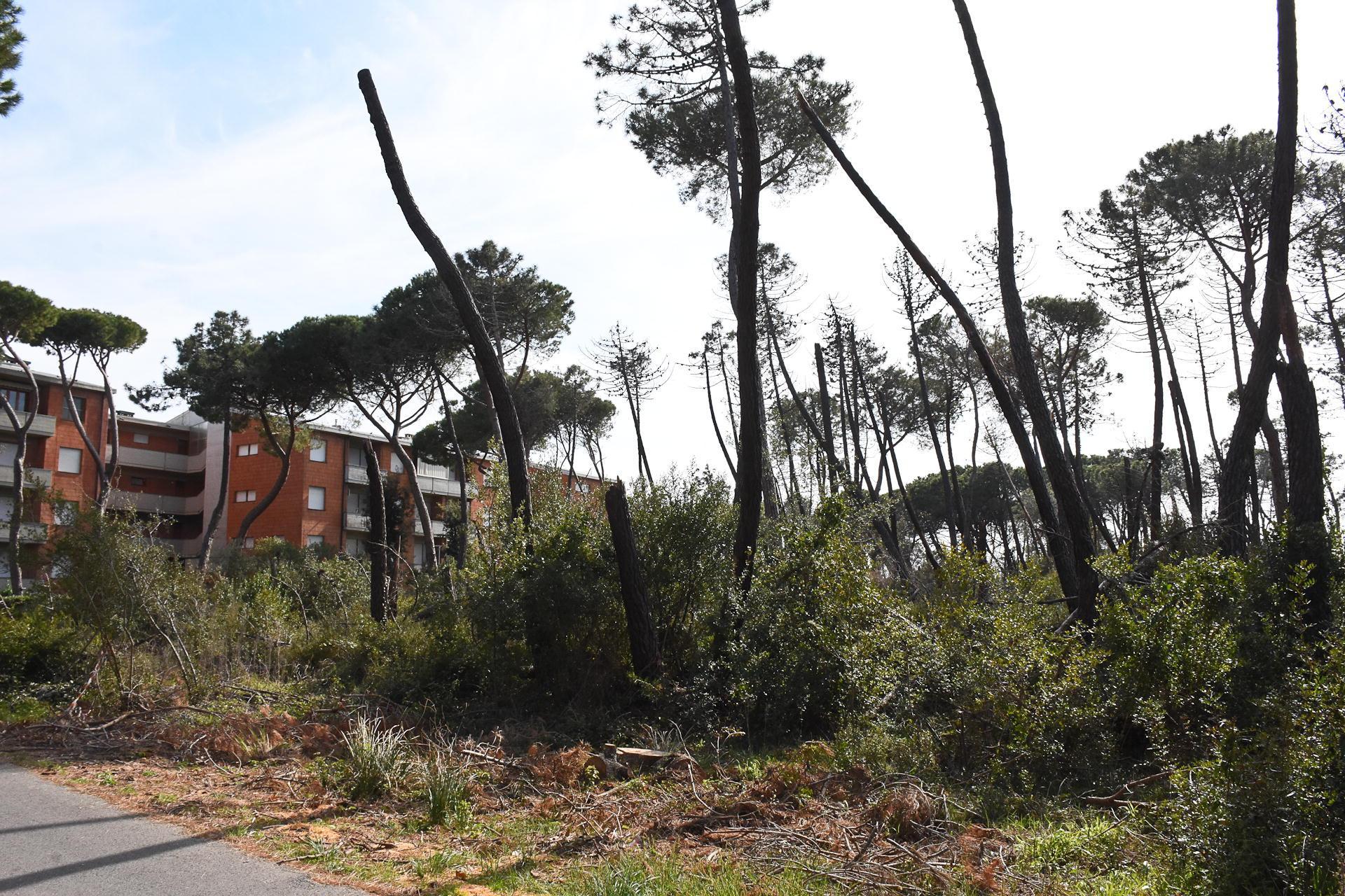Pini pericolanti minacciano di cadere: due strade chiuse a Marina e Principina 