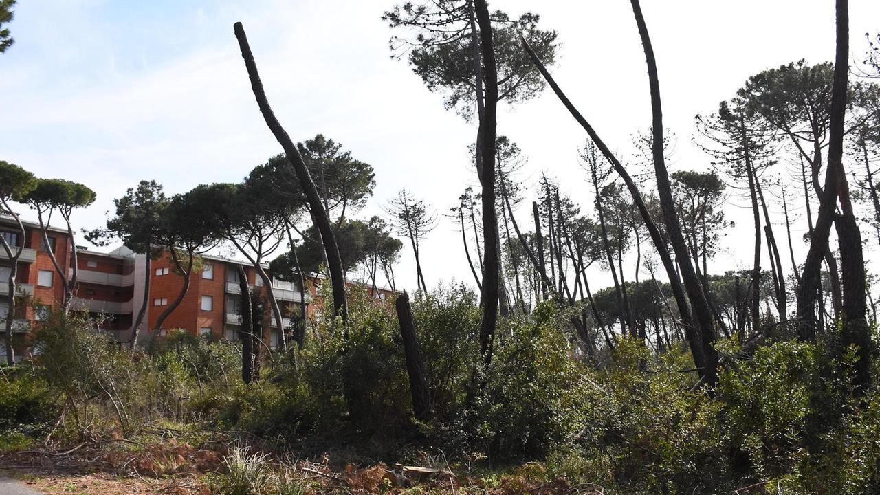 Pini pericolanti minacciano di cadere: due strade chiuse a Marina e Principina
