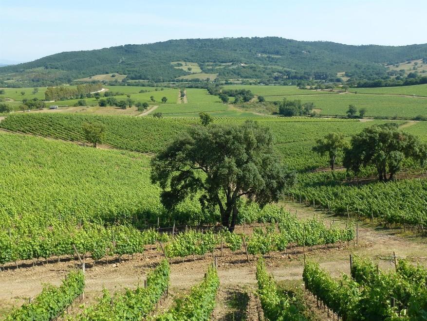 Uno dei vitigni della Doc Maremma Toscana