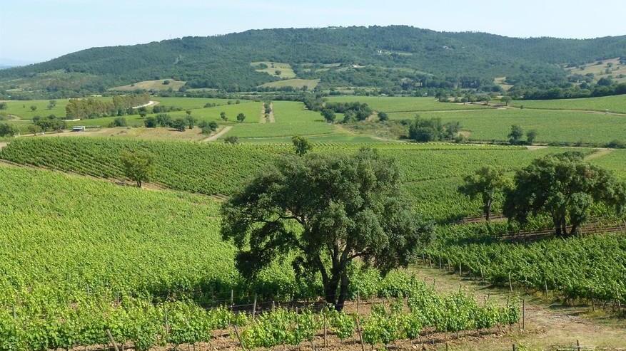 Uno dei vitigni della Doc Maremma Toscana