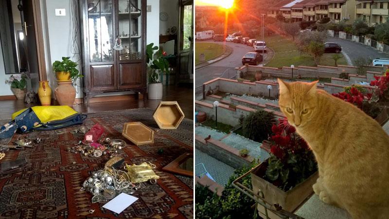La refurtiva selezionata dai ladri sul tappeto del soggiorno e Gin, il gatto che ha svegliato i proprietari facendo fuggire i ladri