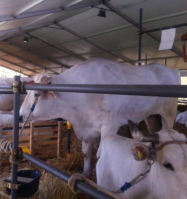 In mostra i migliori esemplari di razza Chianina 