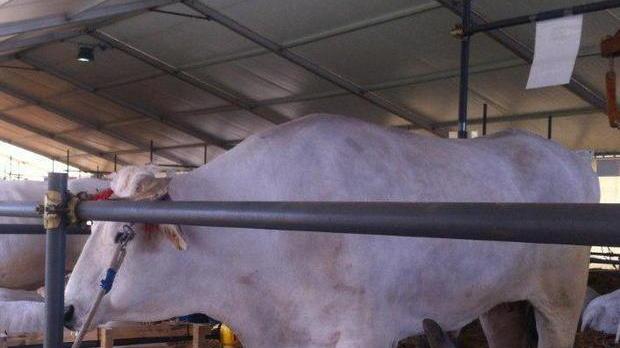 In mostra i migliori esemplari di razza Chianina