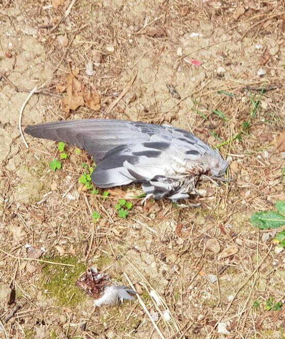 Strage di piccioni oltre 60 casi in centro 