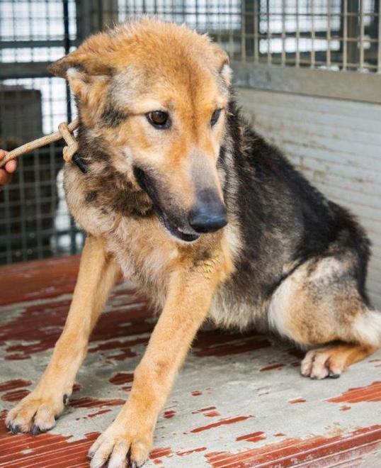 Anziana e abbandonata, dopo 8 anni nel canile Luna ha trovato una casa 