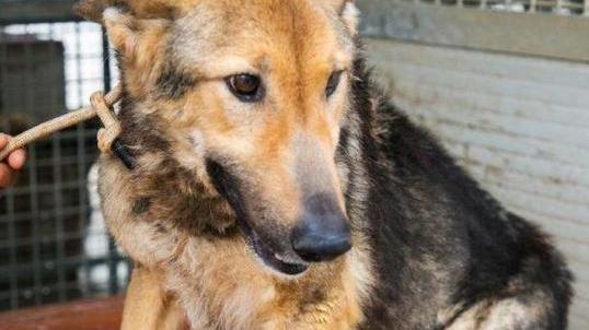 Anziana e abbandonata, dopo 8 anni nel canile Luna ha trovato una casa